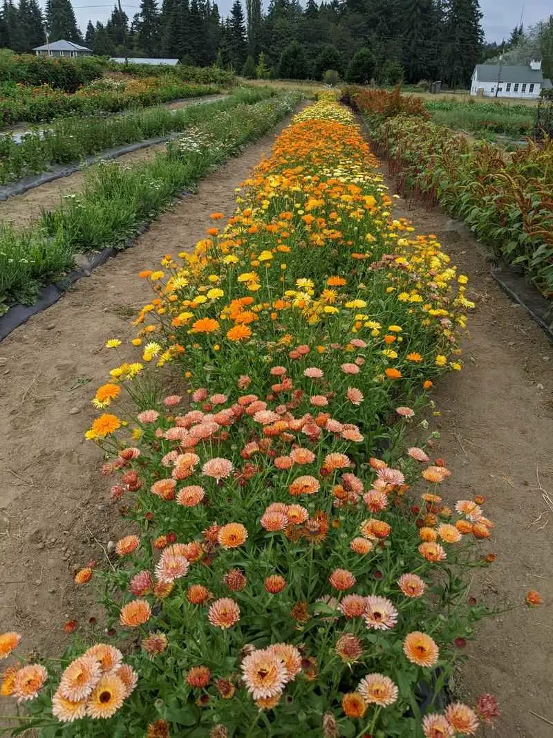 Fat Turnip Farms (Kingston)