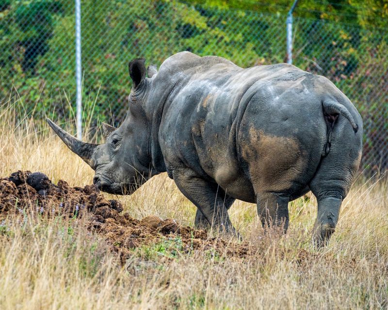 Hippos and Life at the Water&rsquo;s Edge