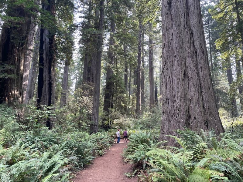 Founder&rsquo;s Grove