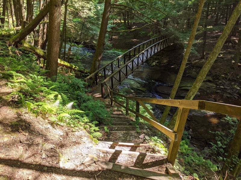 Ancient Forest and Longfellow Trail Loop