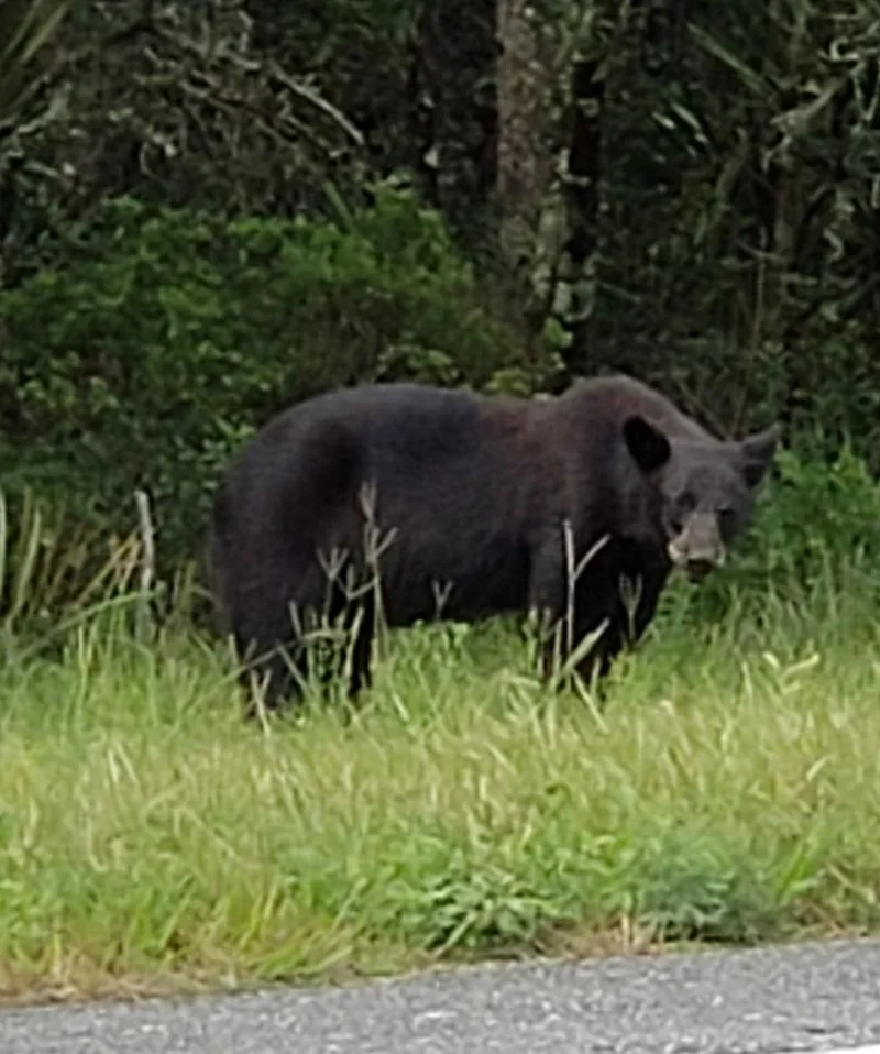 Ocala National Forest Wildlife