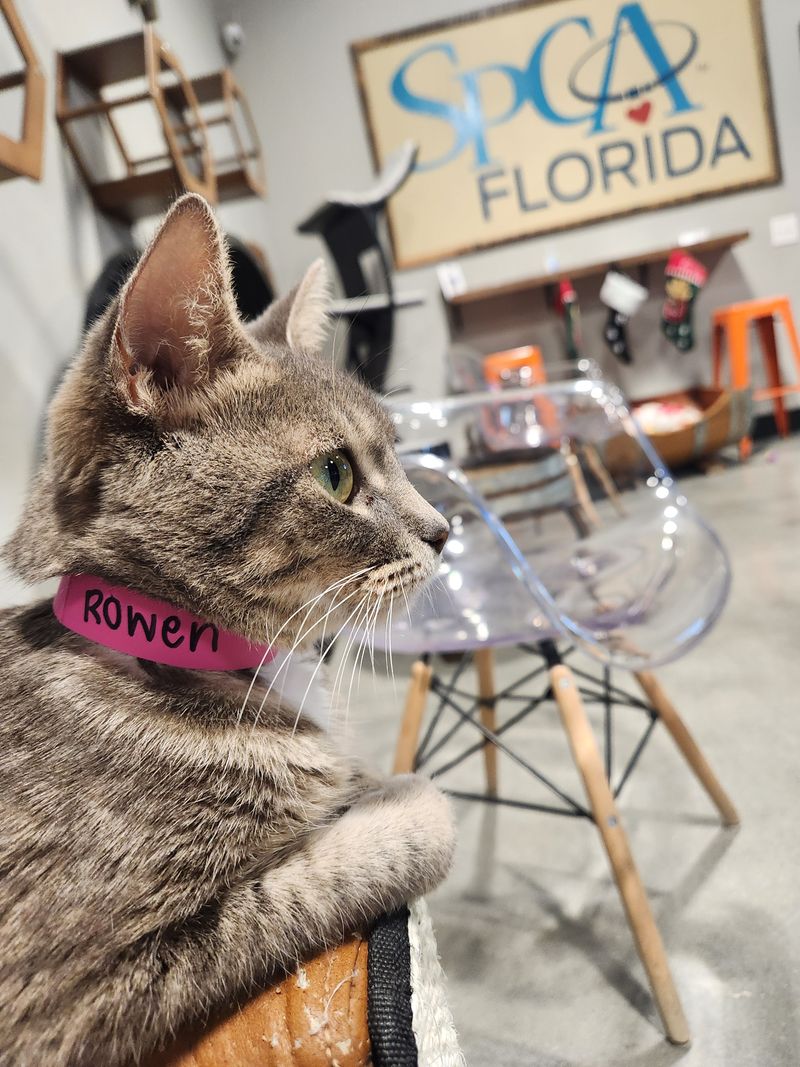 Meet The Adoptable Cats