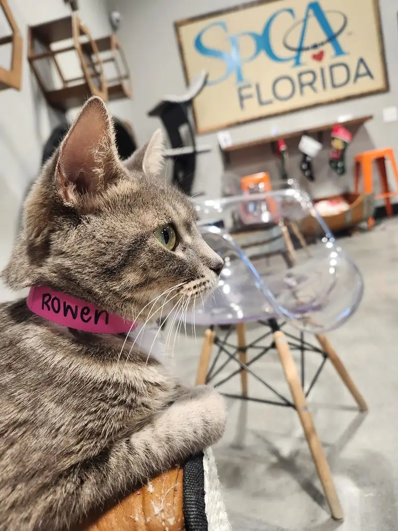 Meet The Adoptable Cats