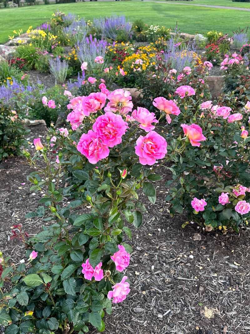 Memorial Rose Dedications