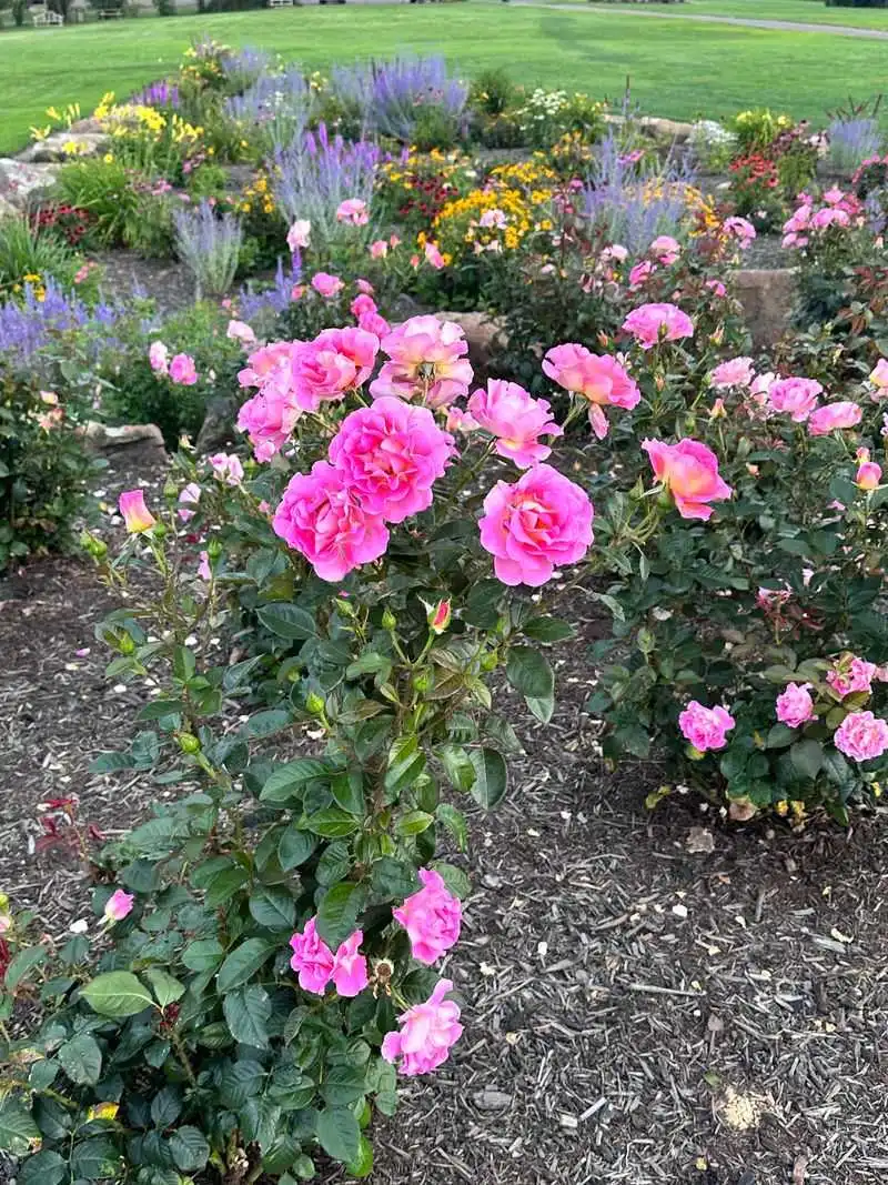 Memorial Rose Dedications