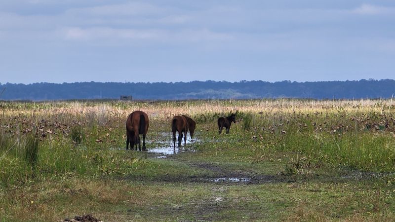 Bolen Bluff Trail