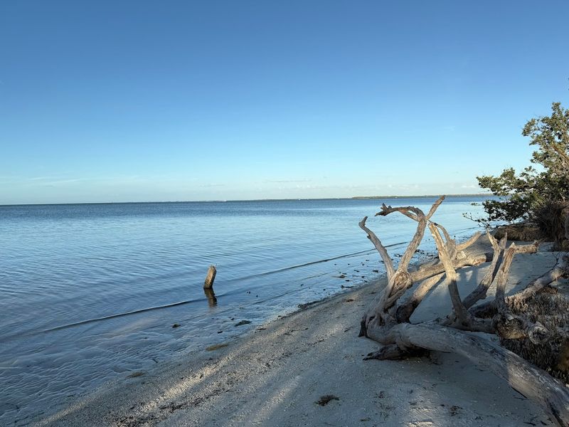 Dog-Friendly Adventures