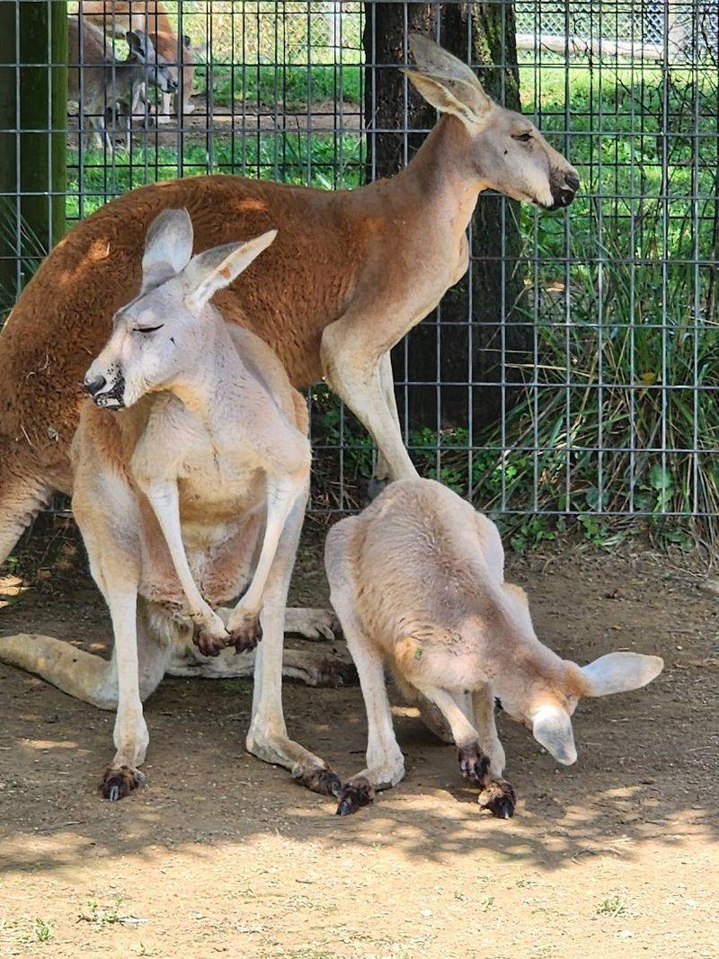 Unique Animal Encounters