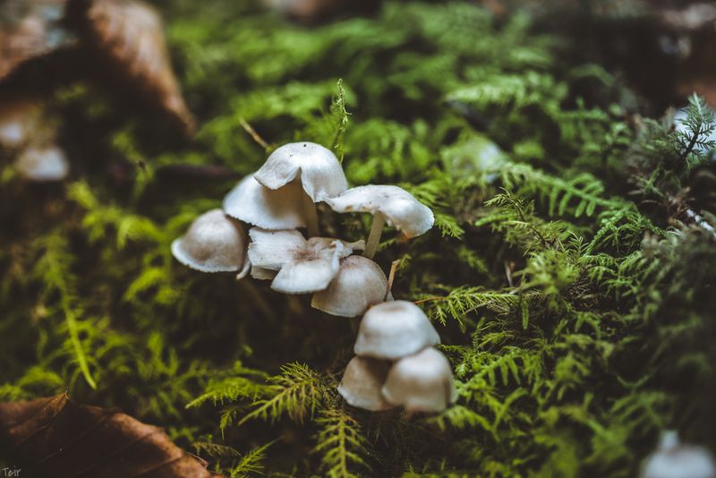 Wildflowers, fungi, and seasonal color