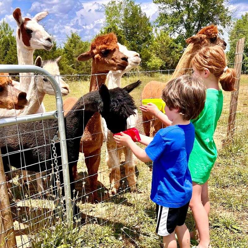 Feed and Pet the Animals at a Working Farm or Petting Zoo