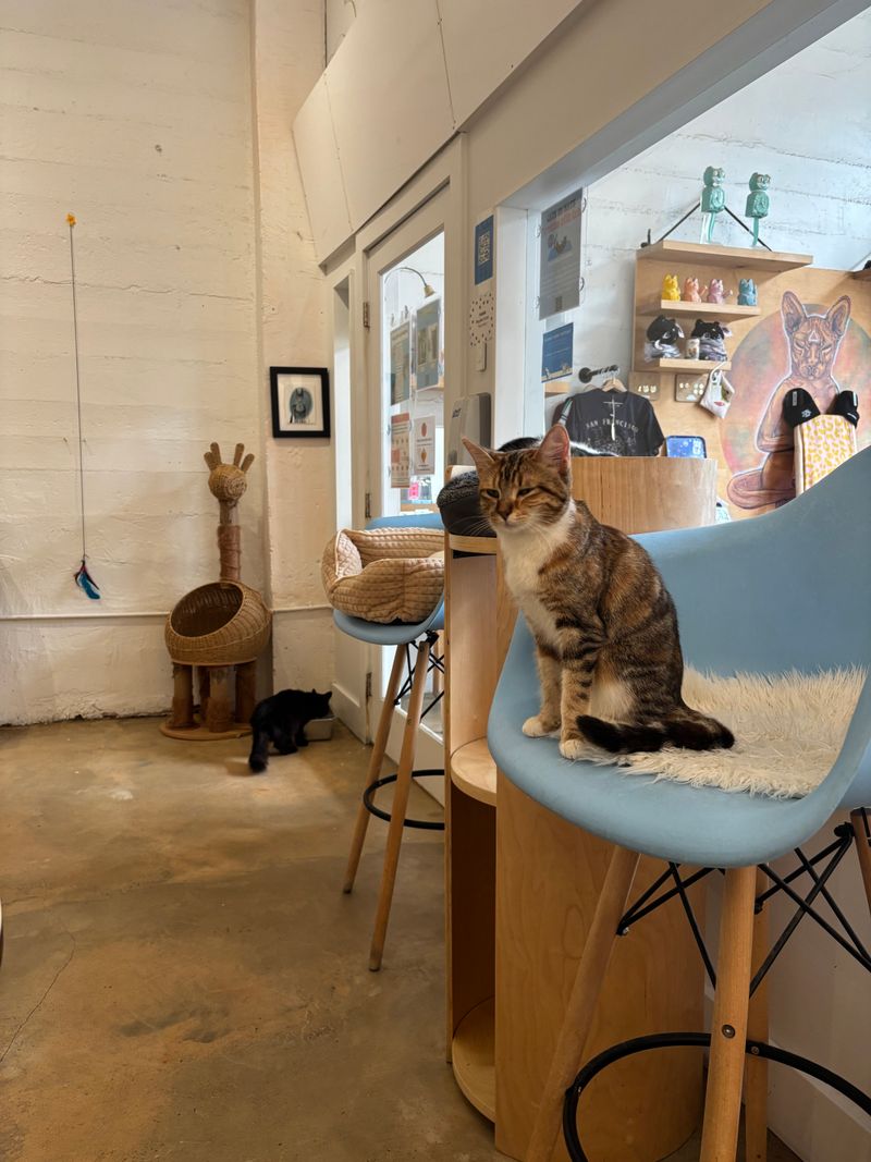 KitTea Cat Lounge &mdash; San Francisco, CA