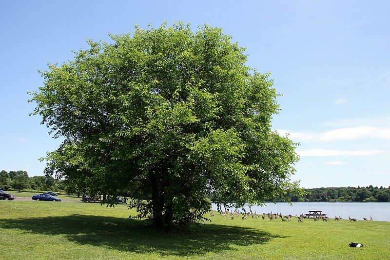 Nockamixon State Park