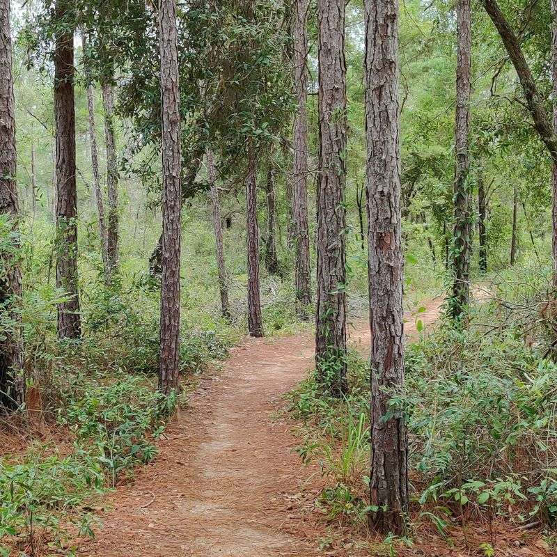 Conservation, History, and Community