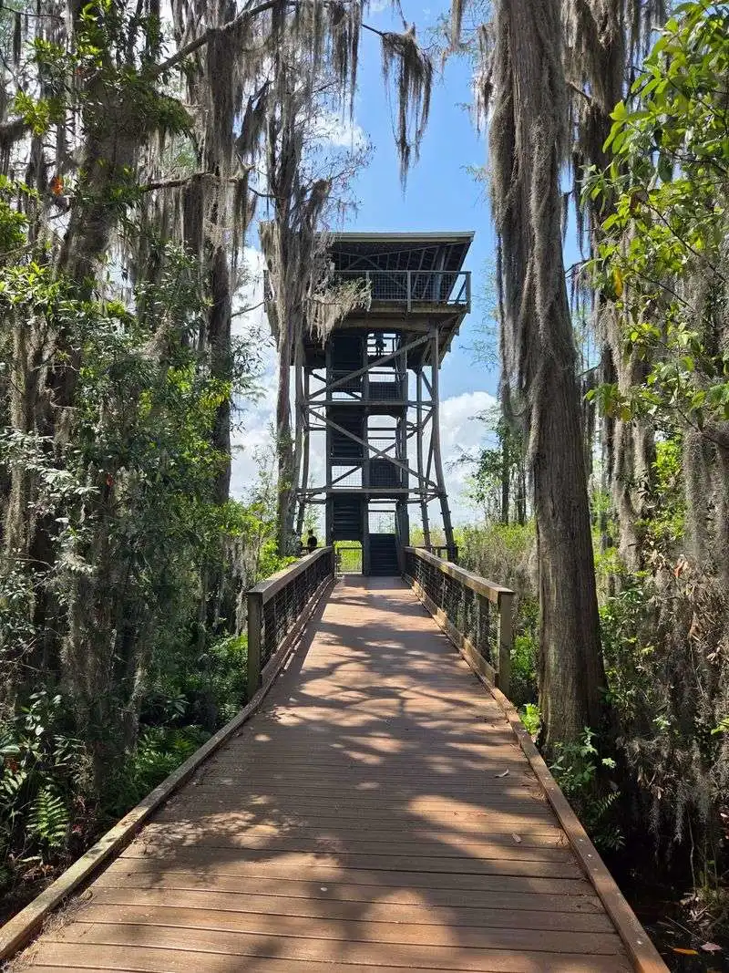 Okefenokee Swamp Boardwalk and Boat Tour