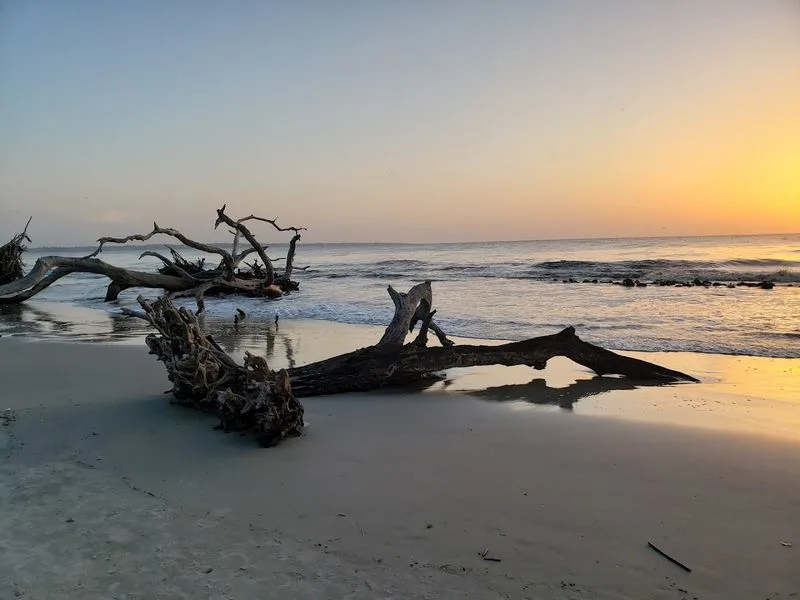 Driftwood Beach
