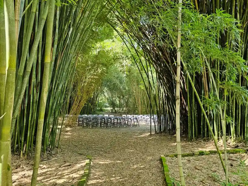 Giant Bamboo Promenade