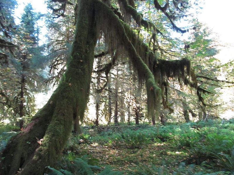 Hoh Rainforest