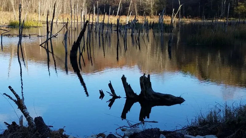 Wayne National Forest