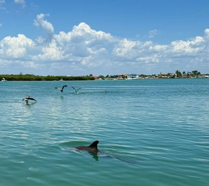 Dolphin Sightings That Feel Like a Bonus Feature