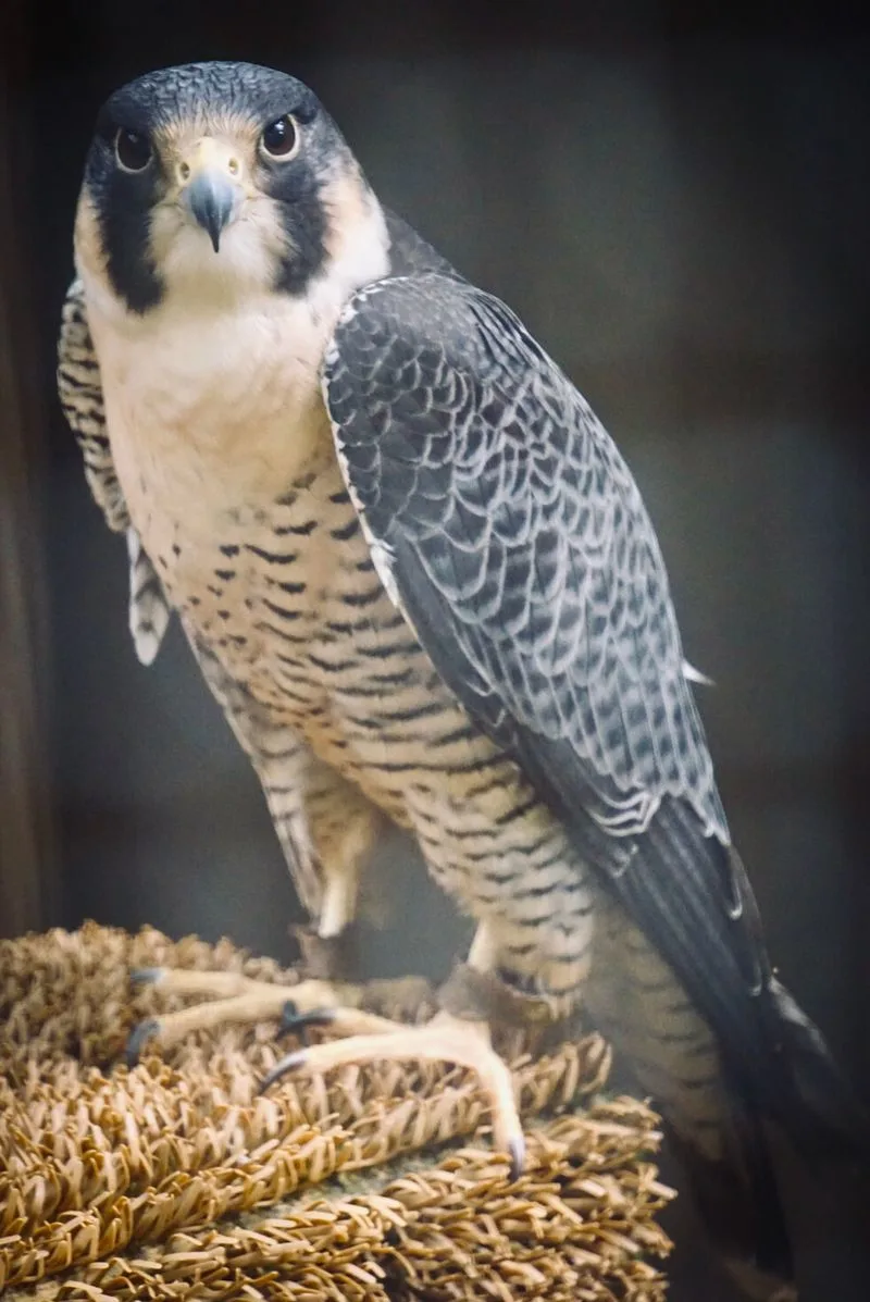 The Rehabilitated Hawks