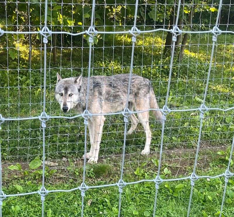 Conservation Efforts