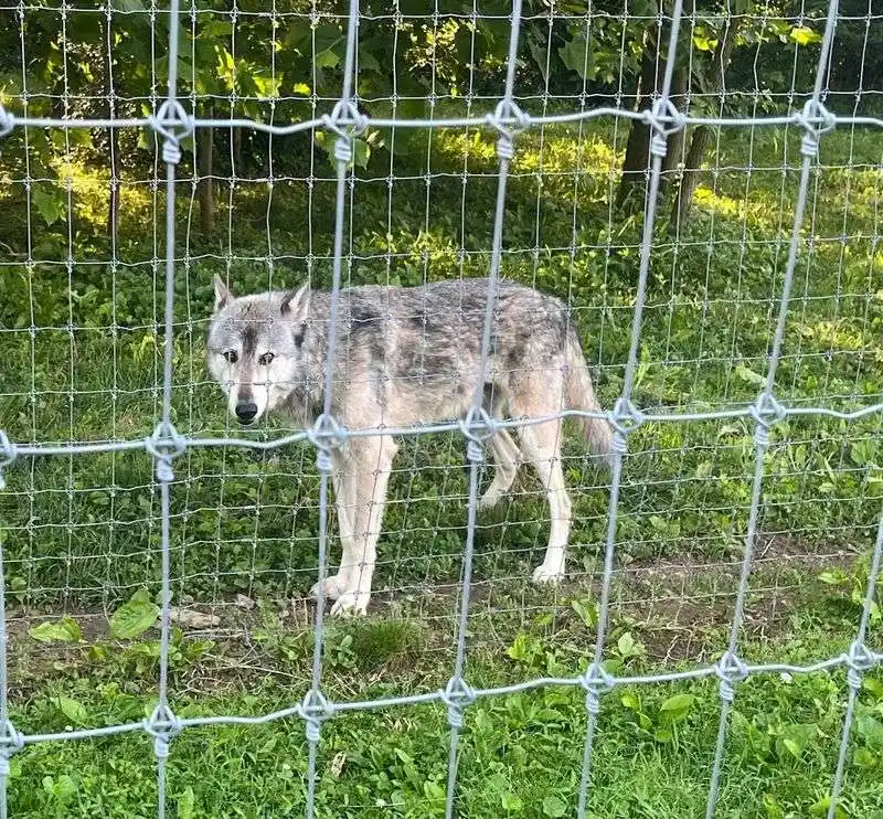 Conservation Efforts