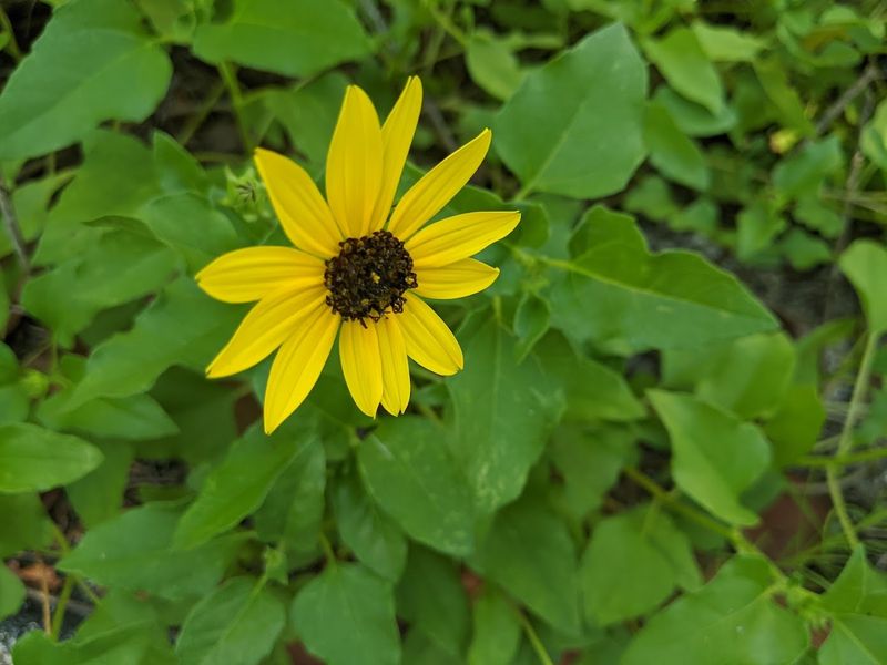 Connecting with Local Wildlife