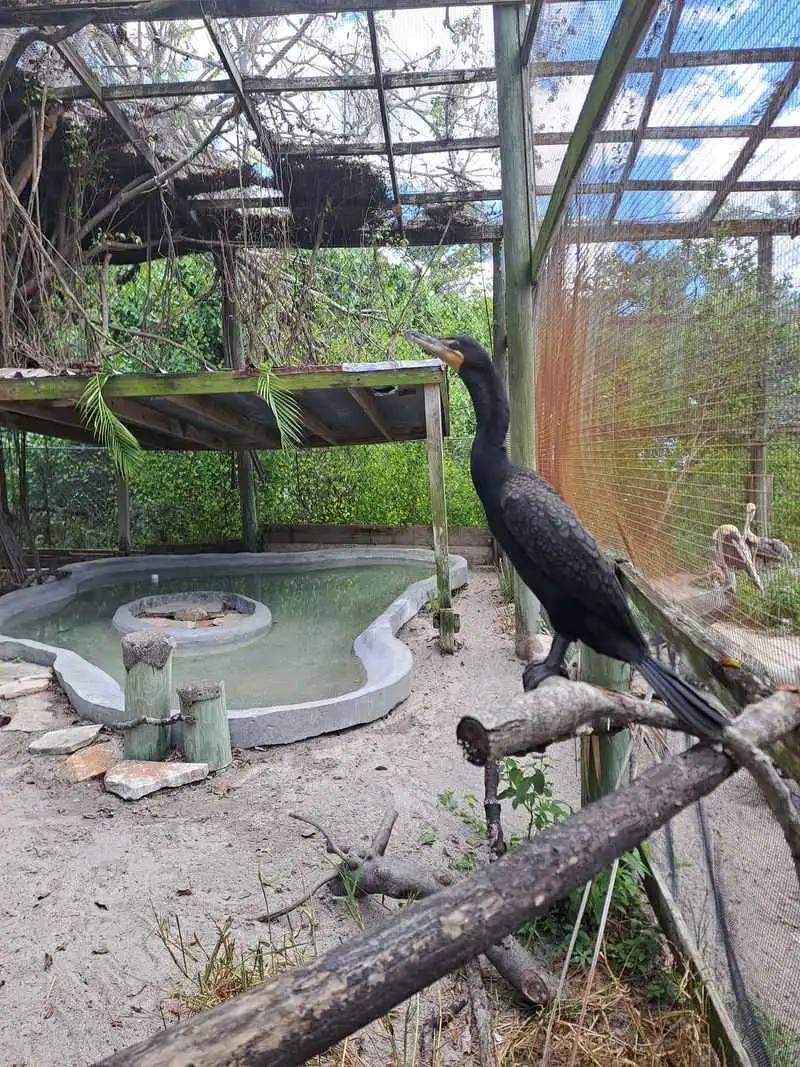 Volunteer Opportunities