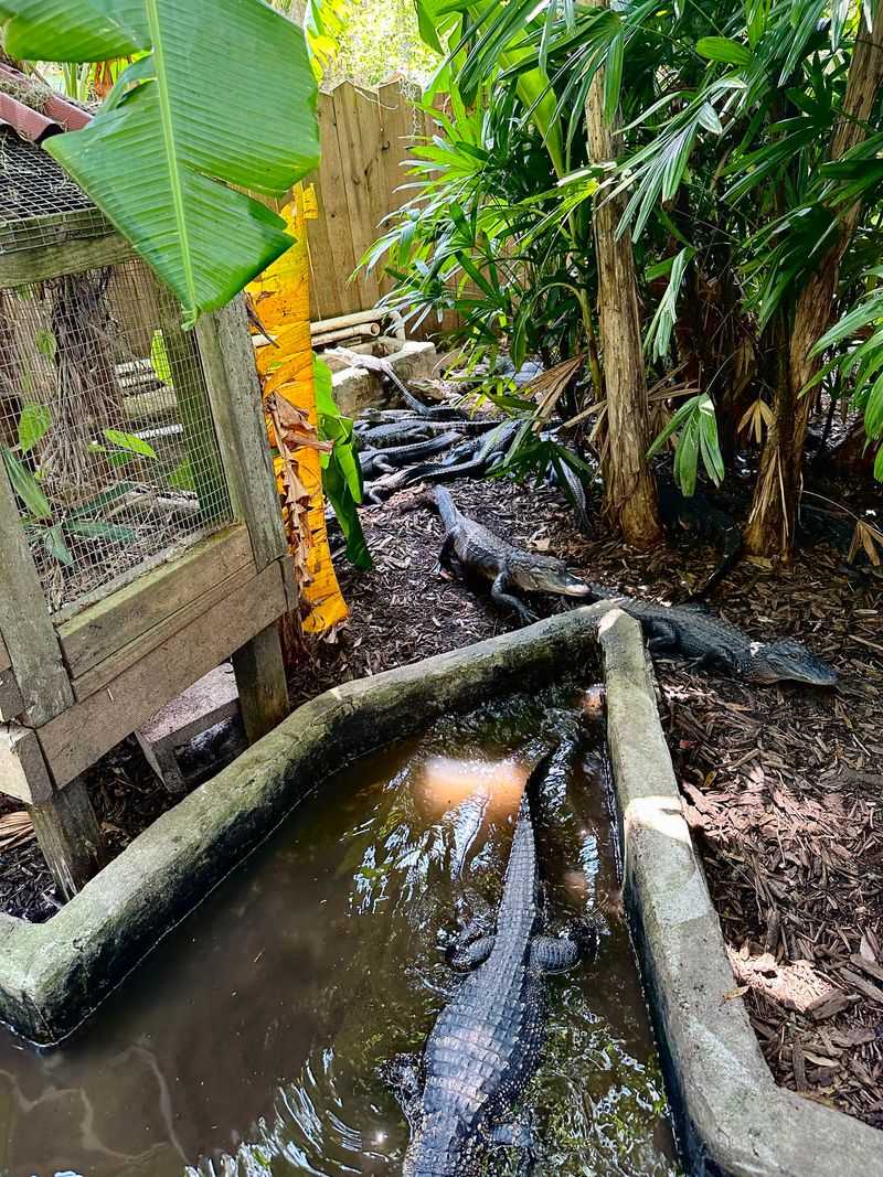 A Close Encounter with Baby Alligators