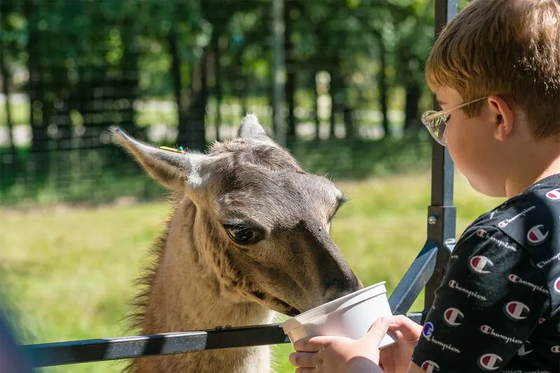 Petting Zoo: Hands-On Fun