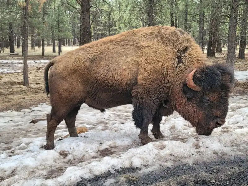 Bison Encounters