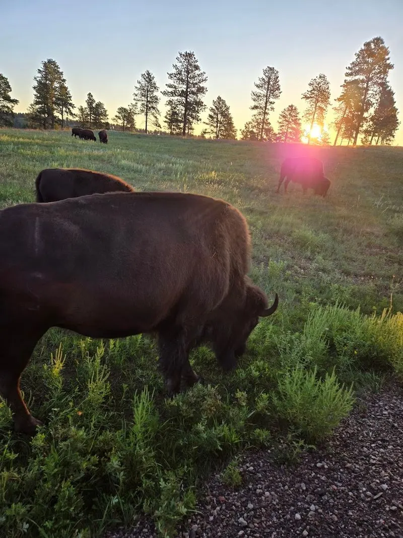 Sunrise Buffalo Safari Tour Experience
