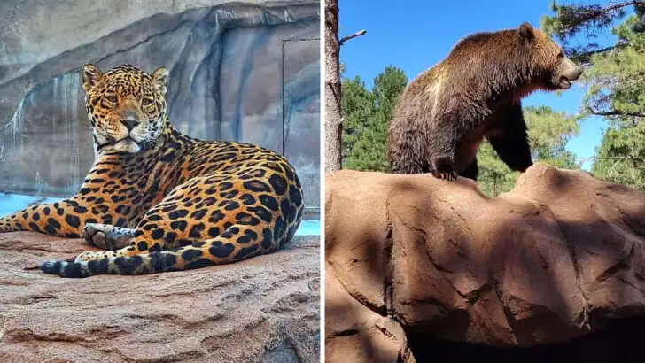 Explore 160 acres of wild animal habitats without leaving your car in Arizona