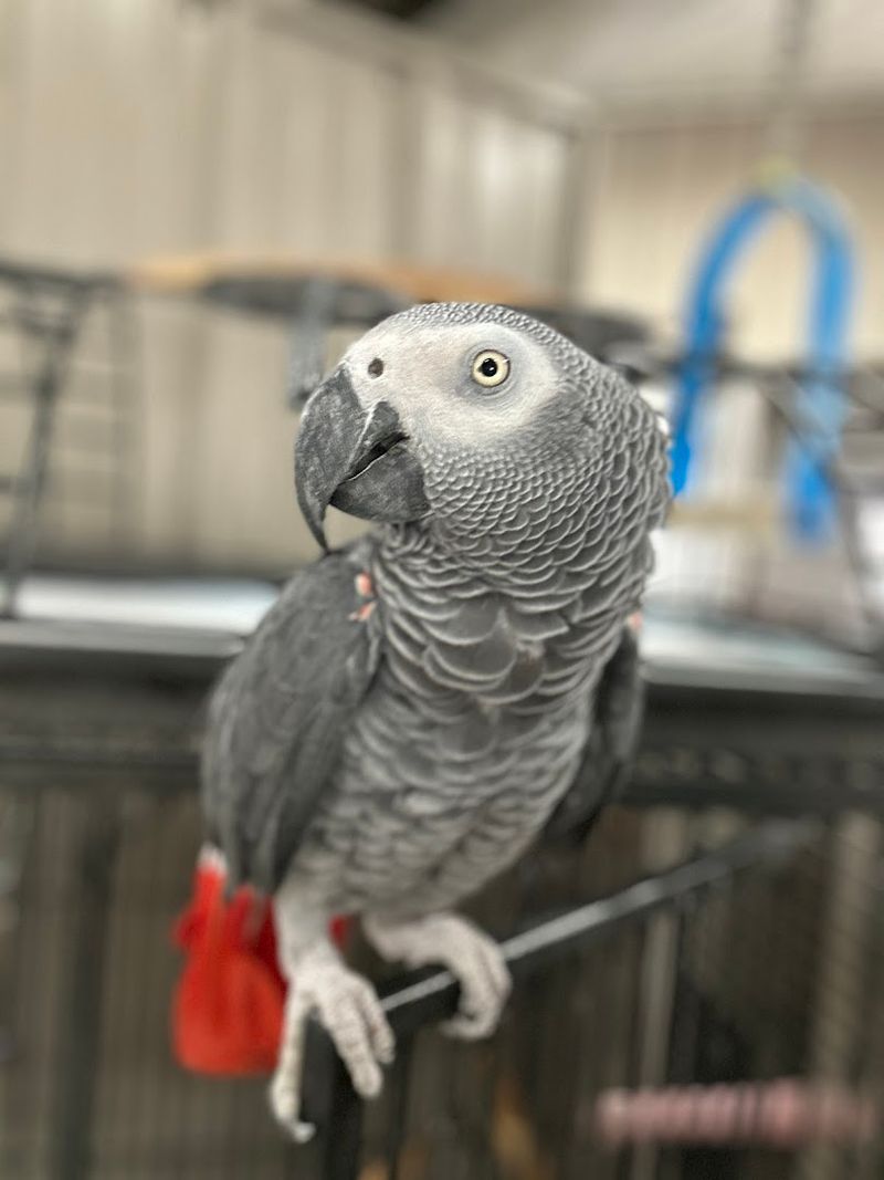 Conservation and Rescue Mission