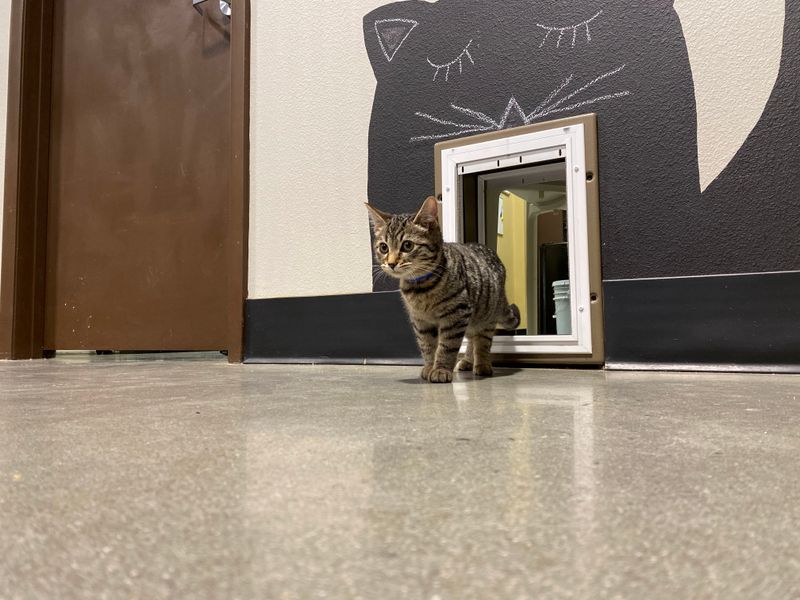 Community Impact and SPCA Partnership