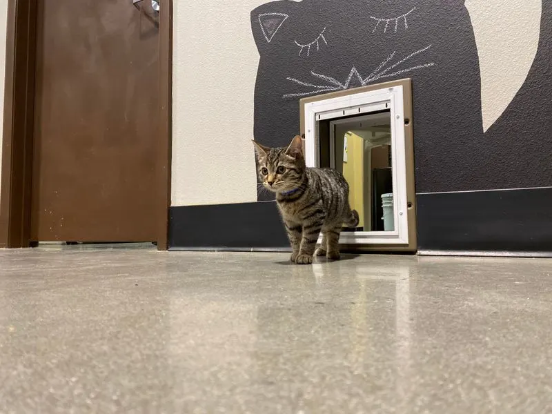 Community Impact and SPCA Partnership