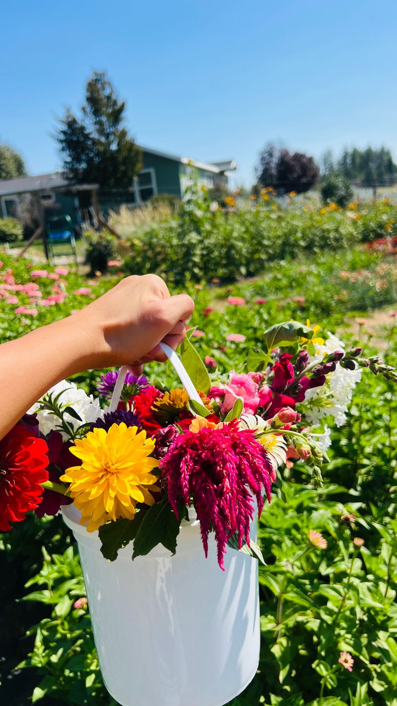 Half Moon Blooms Flower Farm (Colbert)