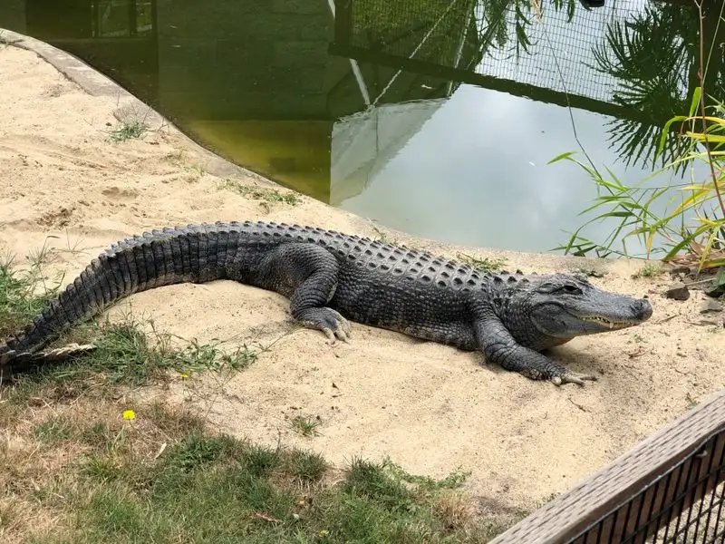 Walk-Through Village: Red Pandas, Lemurs, and Reptiles