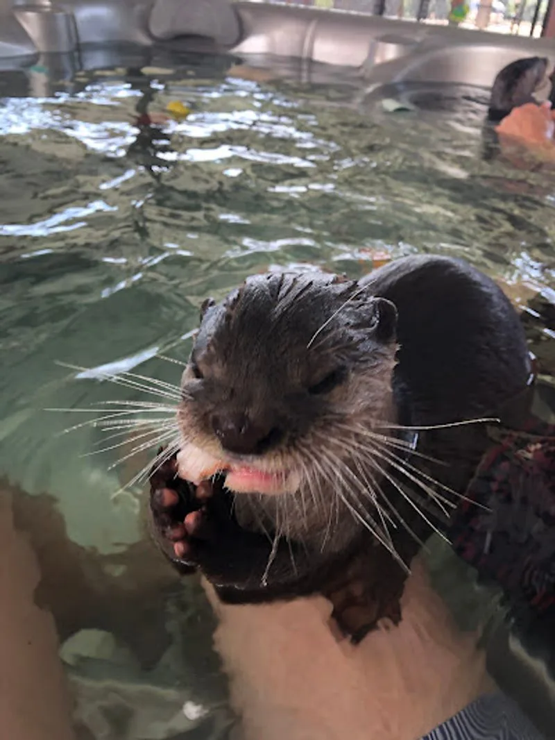 Swim And Play With Otters