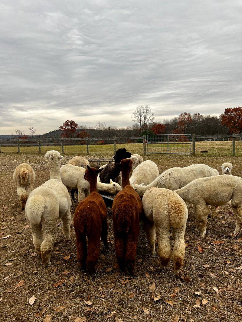 Understanding Herd Behavior
