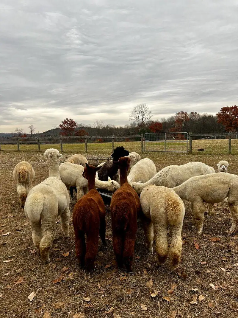 Understanding Herd Behavior