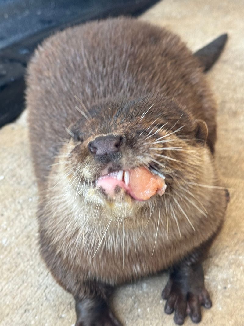 Otter Playtime