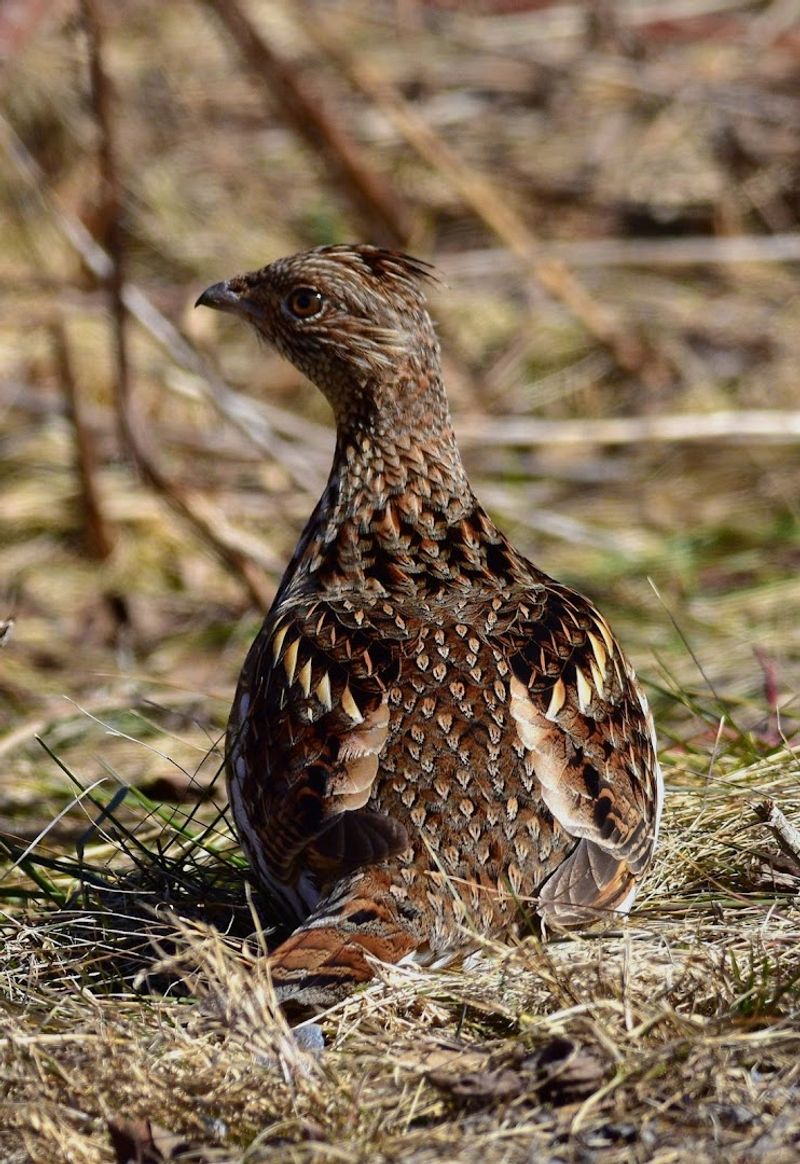 Wildlife Watching Throughout the Forest