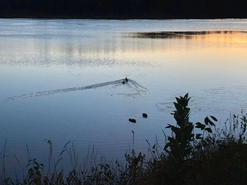 Wildlife and Scenic Views