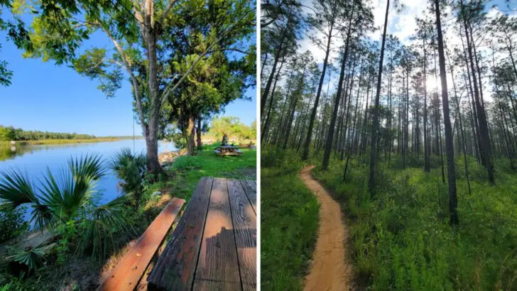 Florida&rsquo;s Historic Trail Where 19th-Century Rails Carve Through Towering Pines, Marshes, and Coastal Vistas