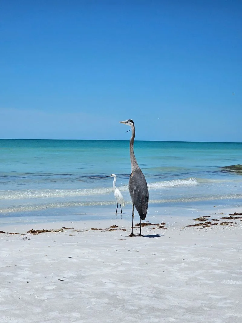 Wildlife Viewing and Birding Hotspots