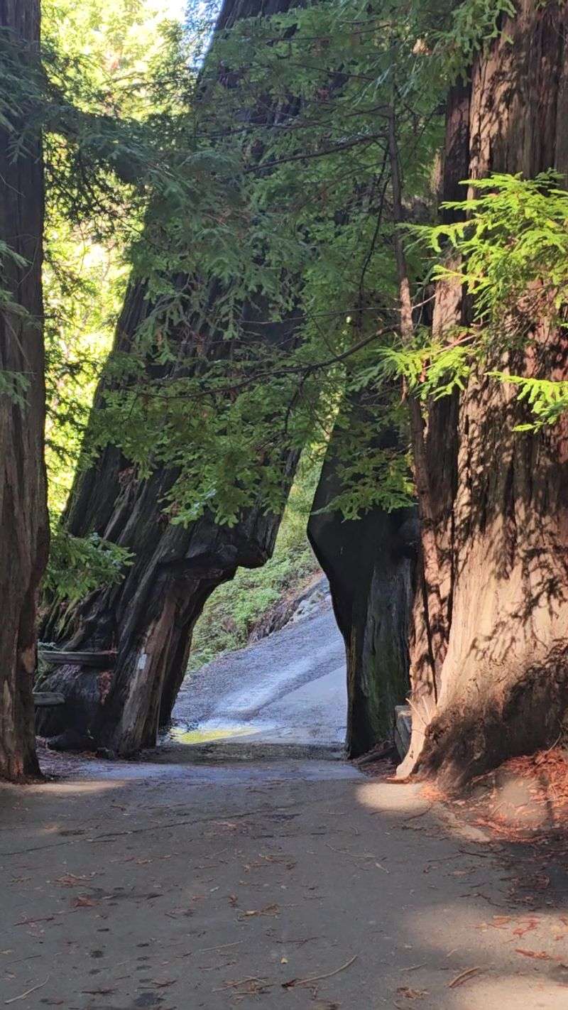 Shrine Drive-Thru Tree