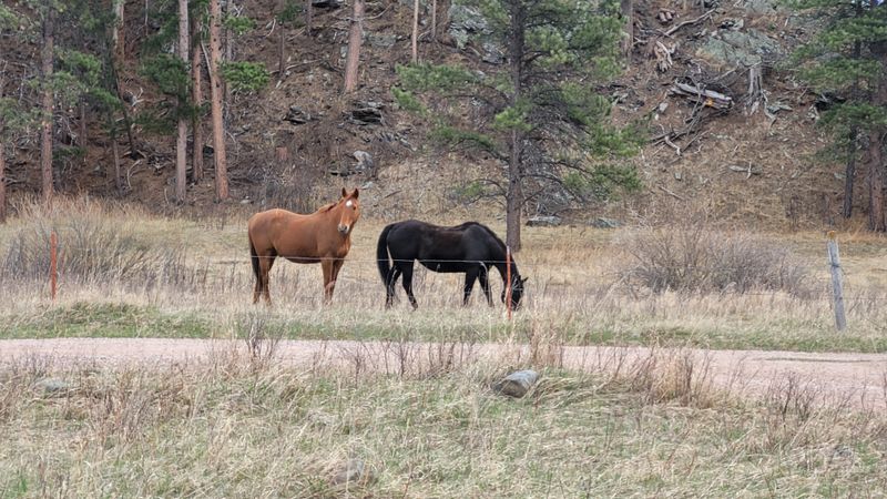 Wildlife and Natural Encounters