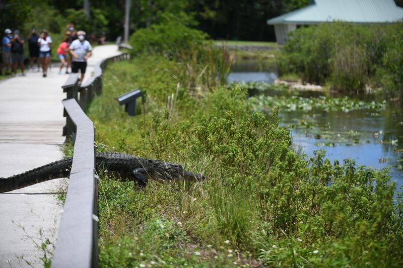 The Trail Itself: What to Expect on the Walk