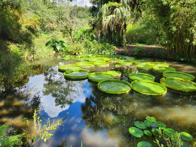Giant Water Lily and Koi Pond